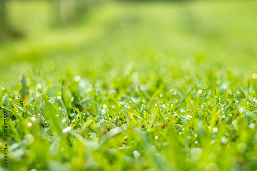 Nature photography, close up grass details, macro with background bokeh. Nature photography, close up grass details, macro with background bokeh.