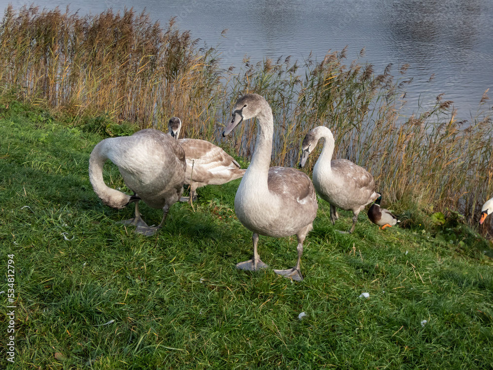 Group of beautiful young mute swans or cygnets (cygnus olor) with grey feathers changing to white plumage in summer Group of beautiful young mute swans or cygnets (cygnus olor) with grey feathers changing to white plumage in summer