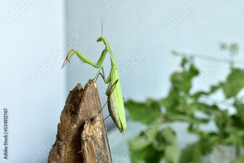 The green praying mantis raised its front paws.