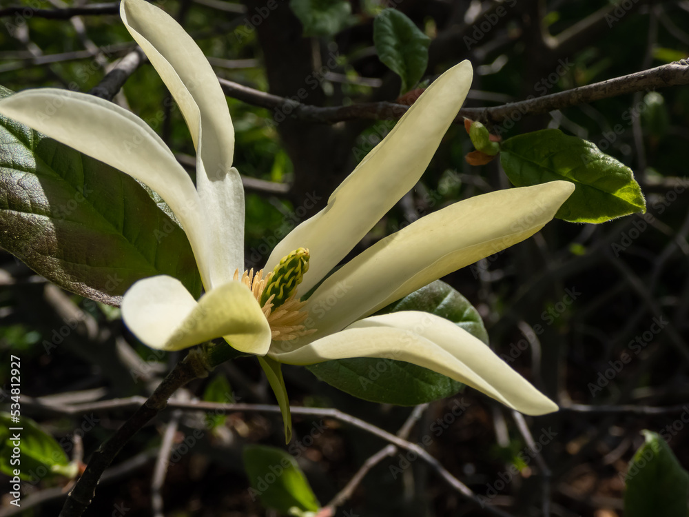 Close-up of the cucumber tree or cucumbertree or blue magnolia (Magnolia acuminata) flowering with yellow-green flower Close-up of the cucumber tree or cucumbertree or blue magnolia (Magnolia acuminata) flowering with yellow-green flower