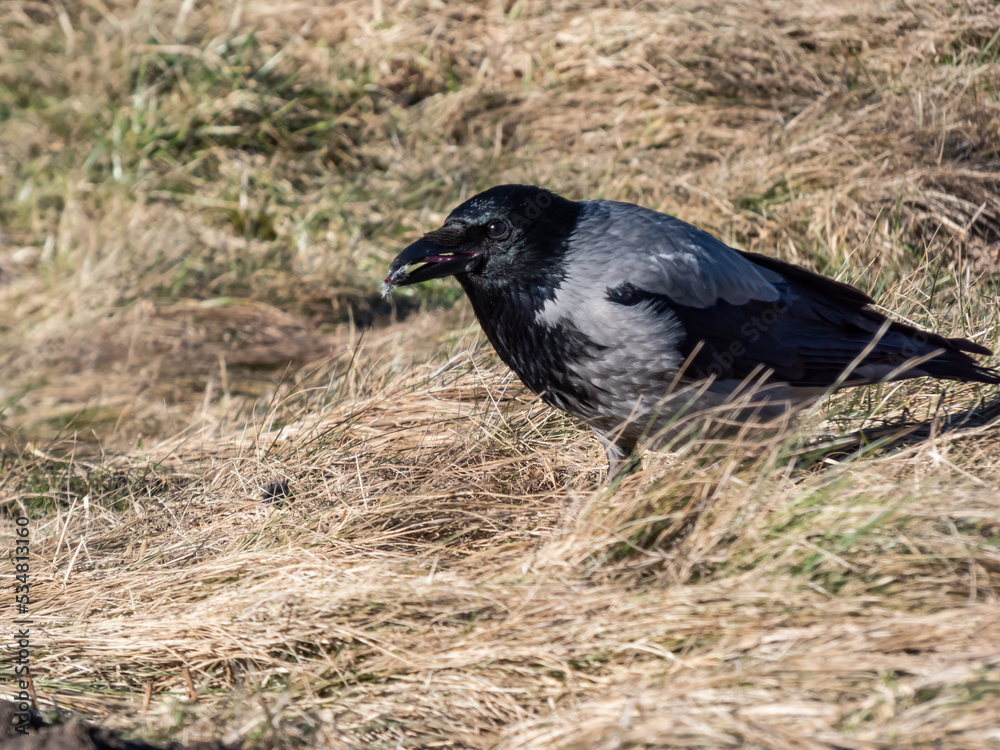 Obraz premium The hooded crow (Corvus cornix) eating its prey in dry grass. Bird tearing a small mammal in pieces and eating it