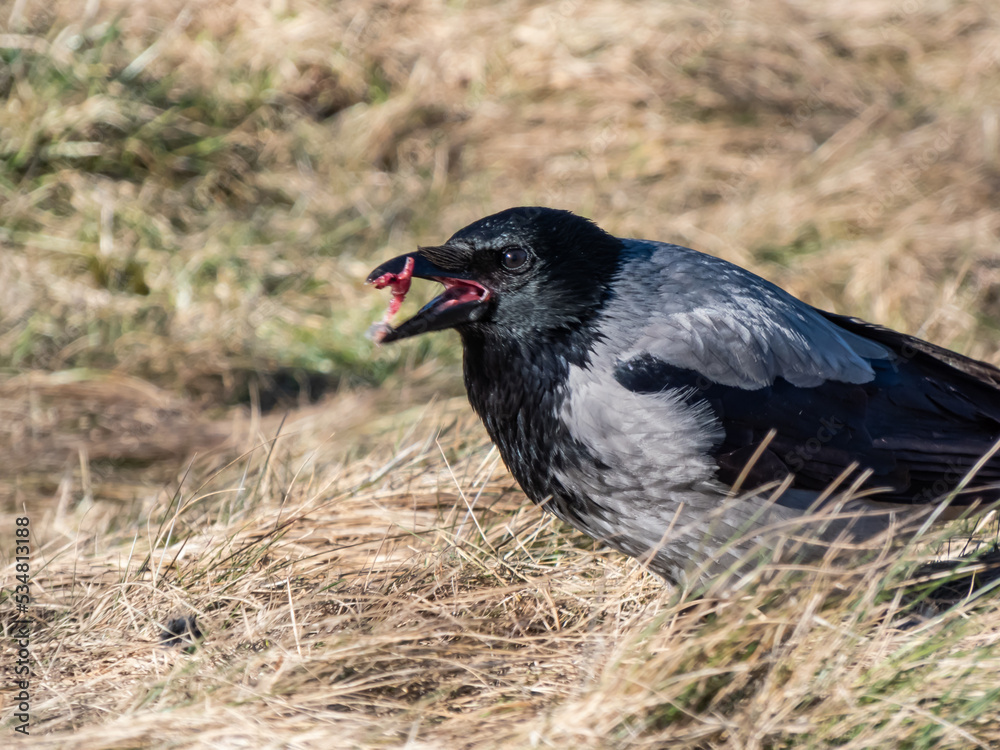 Fototapeta premium The hooded crow (Corvus cornix) eating its prey in dry grass. Bird tearing a small mammal in pieces and eating it