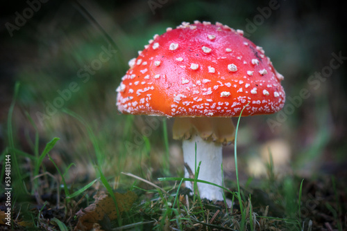 on a meadow stands a bright red toadstool.