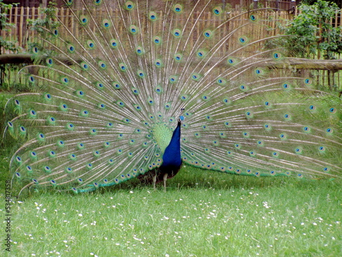 Pfau