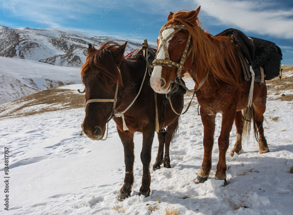 Two saddled horses are resting on the route in the mountains in winter. Two saddled horses are resting on the route in the mountains in winter.