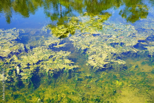 Fototapeta Naklejka Na Ścianę i Meble -  A beautiful  community pond or lake