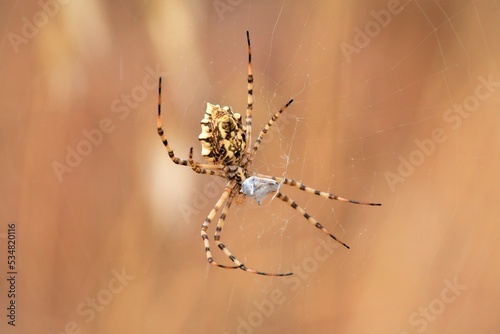 araña tigre