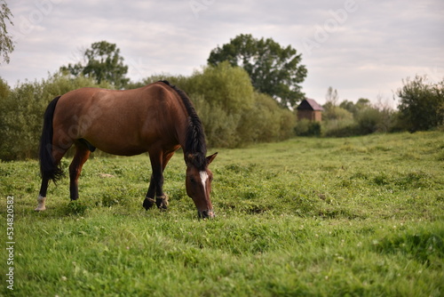 a brown horse is grazing on a green field in summer