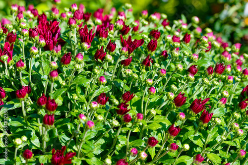 Florist Chrysanthemum flower are blooming