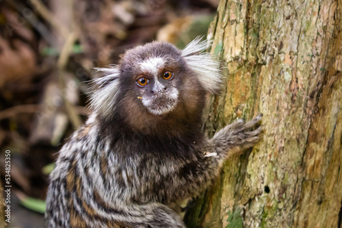 White-tufted marmoset monkey in a tree photo