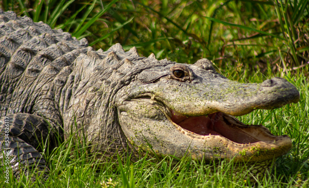 alligator in the everglades alligator in the everglades