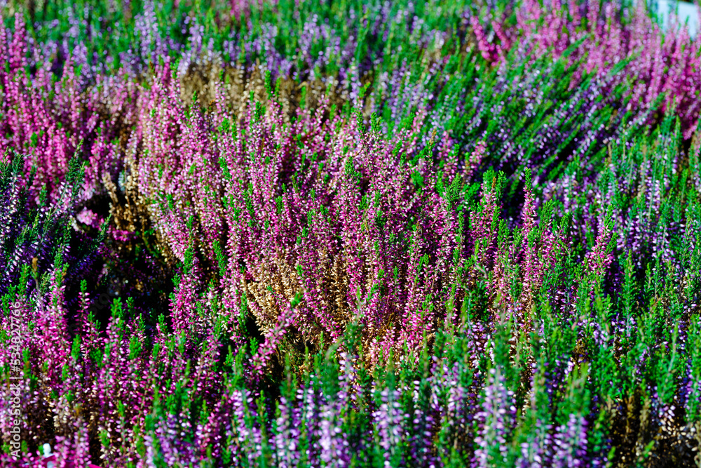 Naklejka premium field of flowers