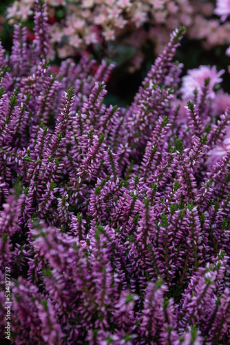 flowering heather, soft focus and bokeh on background