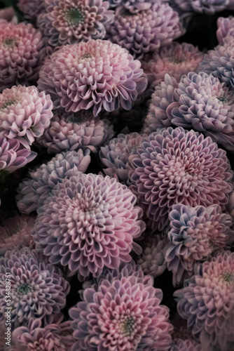 purple chrysanthemum flowers, floral background, greeting card