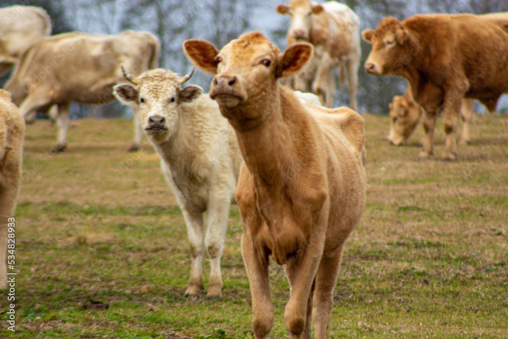 cows in a field