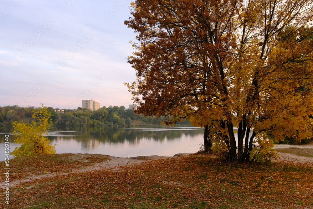 Autumn fall in park with yellow leaves trees and lake