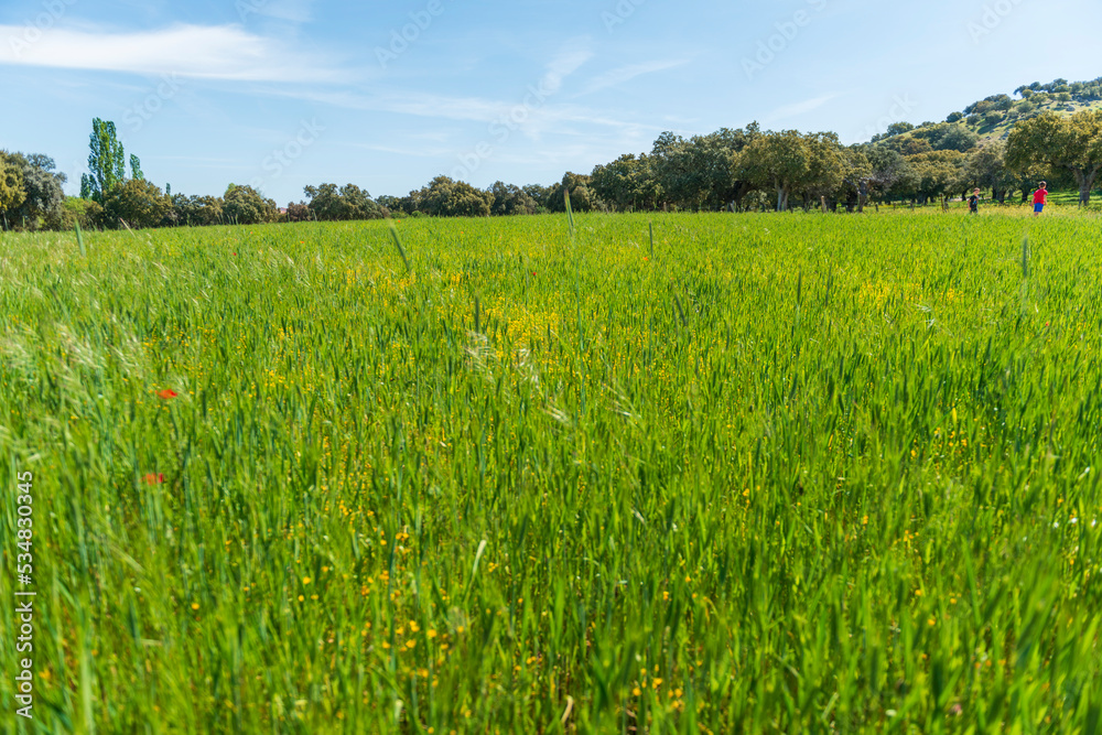 Obraz premium CAMPOS PRIMAVERA CASTILLA