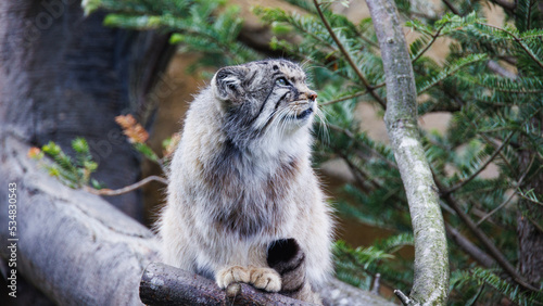 otocolobus manul