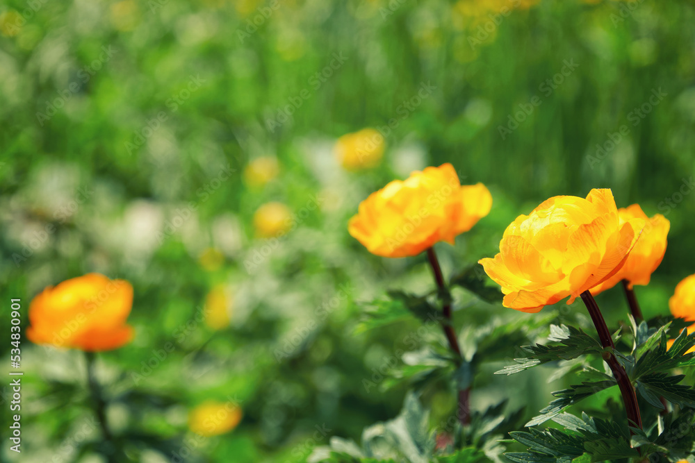 Small orange marigold flowers with blurred green grass. Beauty nature and plants backgrounds