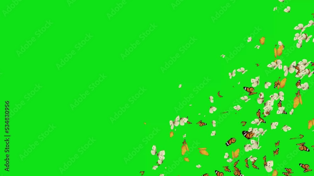 Butterflies Transition Bottom Right on green screen. Butterflies transition with key color. Color key background. chroma key. 4K butterfly video Butterflies Transition Bottom Right on green screen. Butterflies transition with key color. Color key background. chroma key. 4K butterfly video