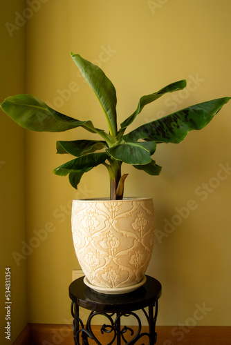 Banana Musa plant in pot. Exotic plant at home. Closeup