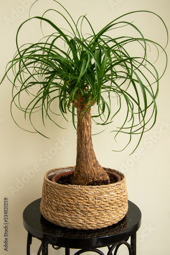 The Beaucarnea Recurvata plant, also known as Ponytail Palm, or Nolina