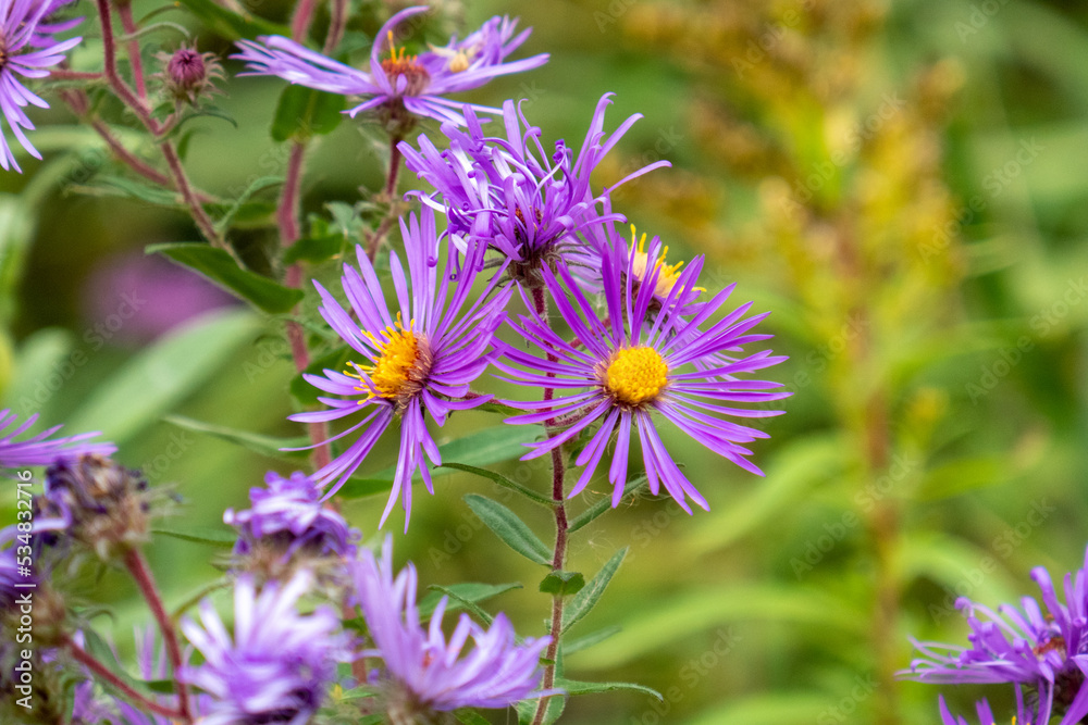 Wild Aster in the Fall Wild Aster in the Fall