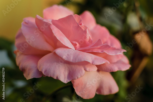 single pink rose in a public park during a sunny day with bokeh background