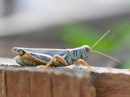 Фотография close up of a grasshopper