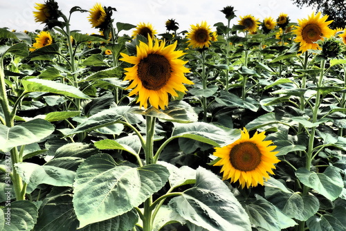 The Helianthus sunflower is a genus of plants in the Asteraceae family. Annual sunflower and tuberous sunflower. Agricultural field. Blooming bud with yellow petals. Furry leaves. Serbia skyline. photo