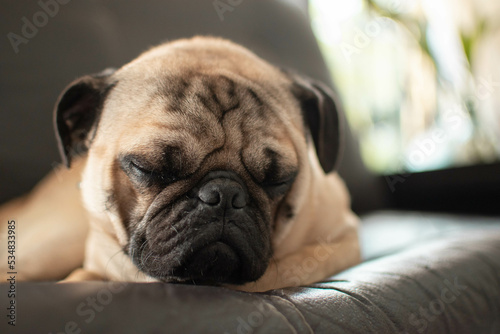 Perro de la raza pug acostado en un sillon en una casa dormido  © Paul