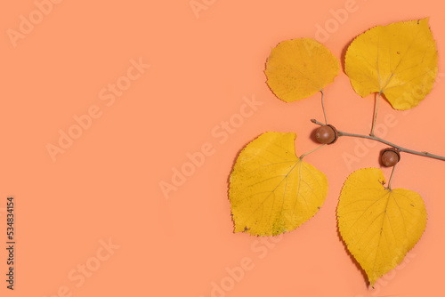 Acorns on a branch with leaves on an orange autumn background