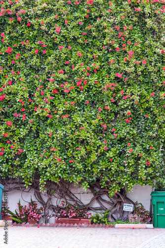 California, 07/11/2011: deep pink trumpet-shaped flowers on old hedge with roots in Carmel by the sea, city on the Pacific coast known for its enchanting architecture