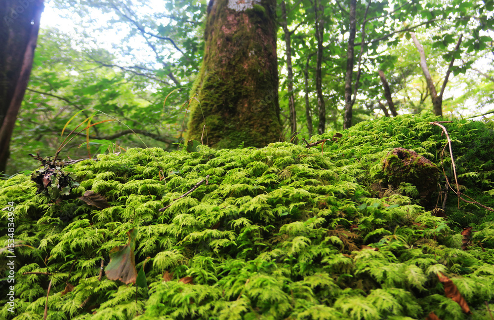 Fototapeta premium 苔豊かな西大台の原生林