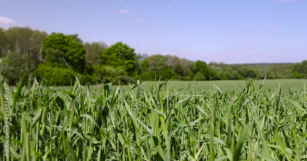 An agricultural field where green cereals grow, a field where wheat and other cereals are grown for food, windy weather