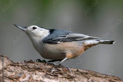 Vászonkép White-Breasted Nuthatch with unusual breast coloration.