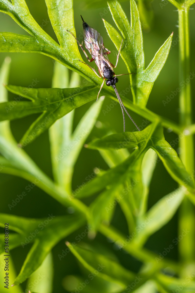 Insect Ichneumonidae on a green leaf close-up Insect Ichneumonidae on a green leaf close-up
