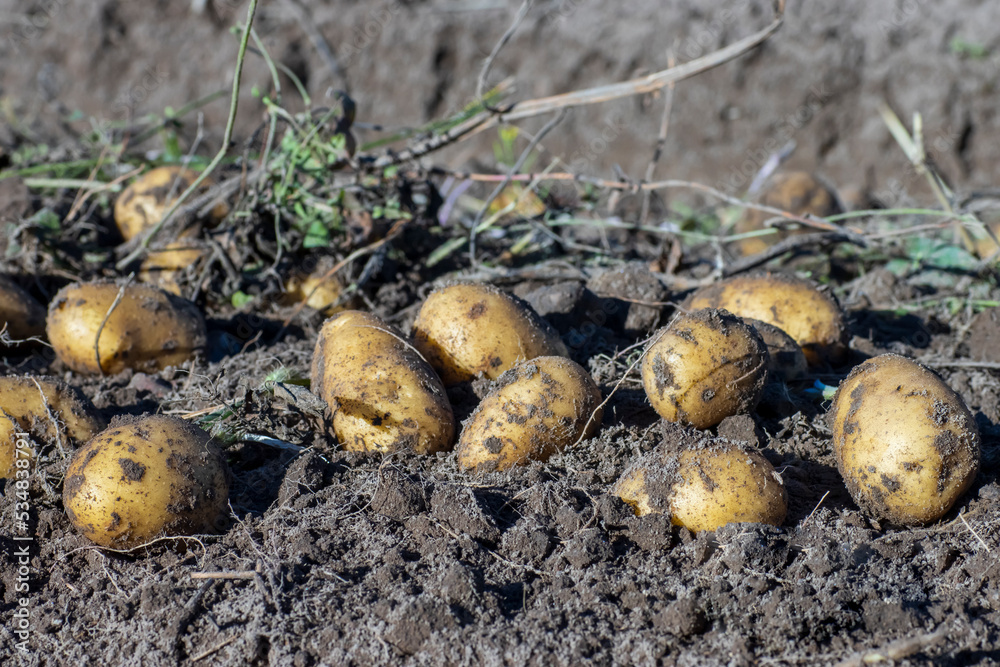 Fototapeta premium Potato lies on the ground, close-up view