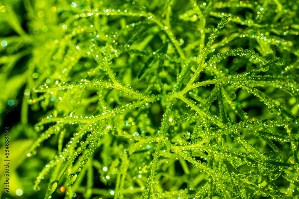 Bright green beautiful plants background with water drops