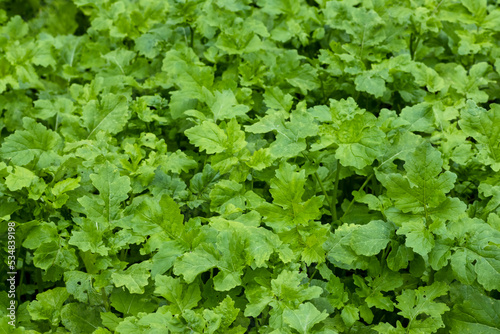 Green shoots of mustard, used as green manure, organic fertilizer