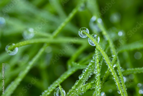 Dew drops on the grass, background for harmony and relaxation