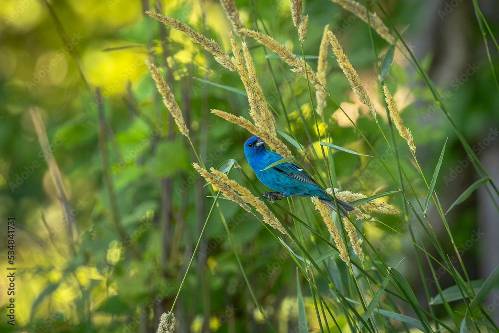 Indigo Bunting among the grasses Indigo Bunting among the grasses