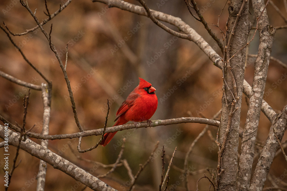 Male Northern Cardinal perched on a tree branch Male Northern Cardinal perched on a tree branch