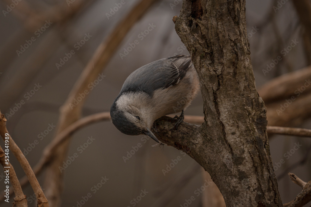 Fototapeta premium White-breasted Nuthatch looking for grubs