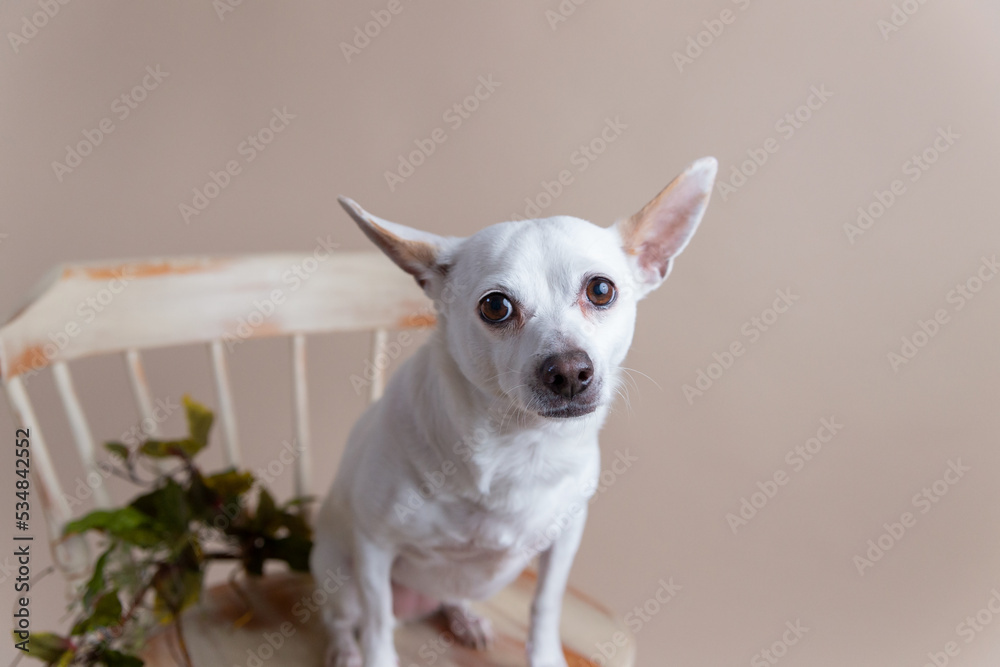 Rescued chihuahua blend dog with pointed ears and bright eyes sits calmly in wooden chair for pet portraits in front of solid tan background Rescued chihuahua blend dog with pointed ears and bright eyes sits calmly in wooden chair for pet portraits in front of solid tan background