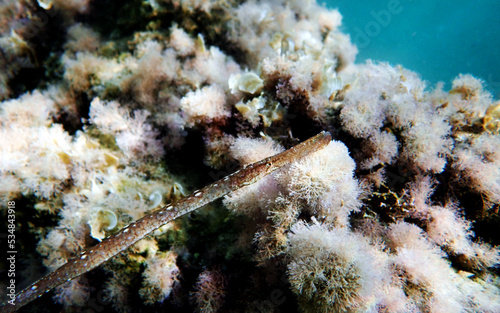 Underwater image of Broadnosed pipefish - (Syngnathus typhle) photo