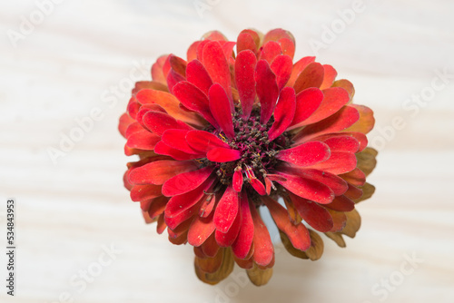 zinnia blossom close up photo