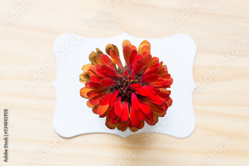 zinnia blossom isolated on paper frame and wood photo