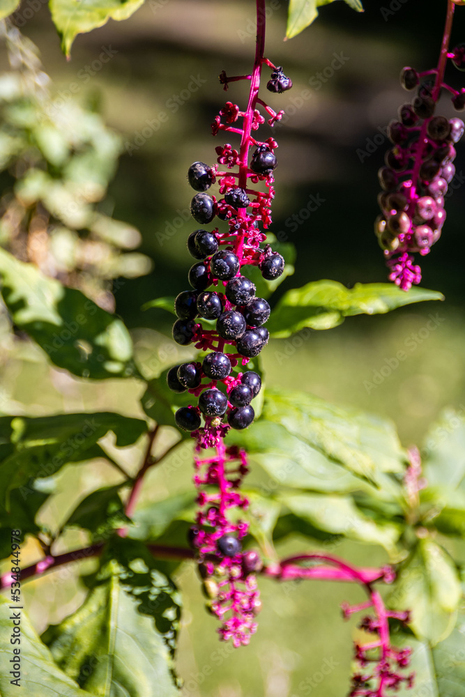 Pokeberries Pokeberries