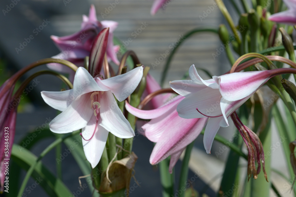 Fototapeta premium クリナム属の花